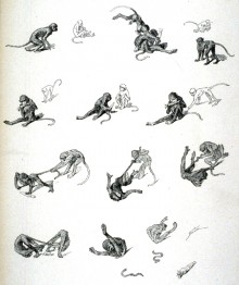 Les singes