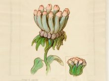 Des fleurs pour Ungerer